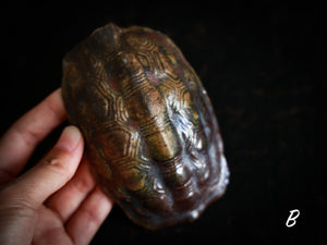Turtle Shell Woodfired Teascoop